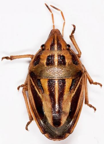 Réf. 187 025 : Aelia virgata